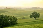 Colline senesi