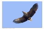 Aquila norvegese 3