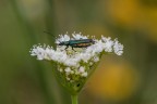 Macro_Mag2022
