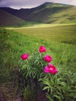 Castelluccio 30.05.2022