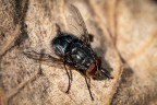 TheFly