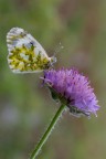 Macro_Verticale_Giu2022
