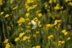 Fiori e papillon