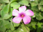La mia prima foto in macro: che ne pensate?