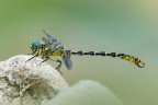 Onychogomphus forcipatus (Villagana, Bs)