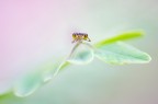 Ischnura elegans