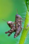 Pezotettix giornae