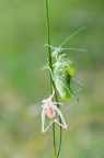 Ephippiger (esuvia)
