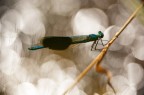 Calopterix splendes (Abruzzo)