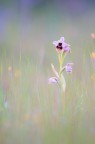 Ophrys tenthredinifera