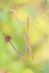 Mantis....