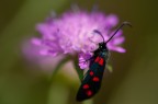 Zygaena su Ambretta Zygaena su Ambretta