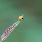 Coccinella su foglia di Ailanto