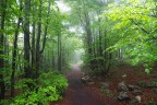 Sentiero nel bosco Sentiero nel bosco