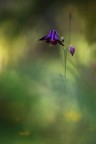Aquilegia