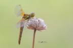 Sympetrum-flaveolum_DSC1877