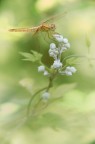 Crocothemis erythraea