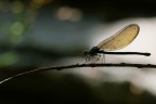 Calopteryx splendens female