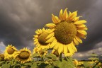 Sotto un cielo nero..