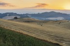 Round bales..