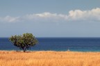 Sicilian Essentiality