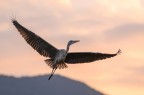 Cenerino all'Alba
