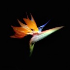 Fiore