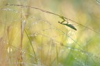 Mantis