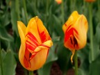 Les tulipes.