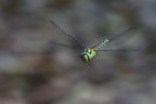 Aeshna cyanea in volo. Riserva naturale Pian di Gembro.