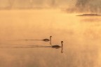 l'eleganza del cigno