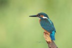 Martin-pescatore_DSC07372