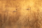 l'eleganza del cigno 2