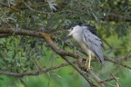 NItticora_DSC07432