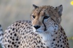 Botswana luglio 2022
mattina presto incontriamo due ghepardi maschi. Vicinissimi
ritratto