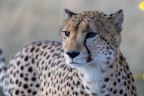 Botswana luglio 2022
mattina presto incontriamo due ghepardi maschi. Vicinissimi
ritratto