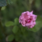 Piccolo sensore, piccola rosa
