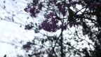 Panasonic DMC-LX2
f/4.5
1/400 sec.
ISO 100

Luogo: un albero nel giardino del "Castello della Solitudine", Stoccarda