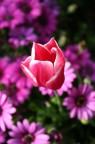Un fiore...