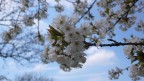 Panasonic DMC-LX2
f/4.9
1/1000 sec.
ISO 100

Luogo: albero nel giardino del "Castello della Solitudine" (Stoccarda)
