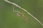 Empusa pennata
