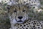 ritratto. Savuti park Botswana