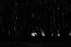 nel bosco