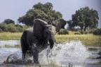 Moremi Game reserve