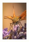 Macro_Giu2022_4