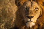 leone