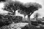 Albero del drago