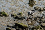 Il pasto del corvo