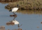 Ibis sacro