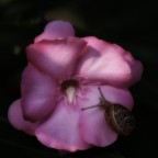 chiocciola